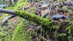 Claopodium crispifolium