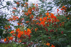 Caesalpinia pulcherrima