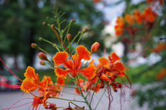 Caesalpinia pulcherrima
