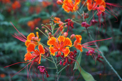 Caesalpinia pulcherrima