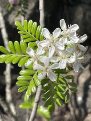 Osteomeles anthyllidifolia