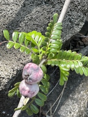 Osteomeles anthyllidifolia
