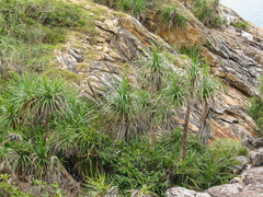 Pandanus odorifer