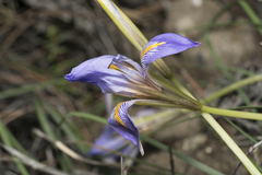 Iris unguicularis