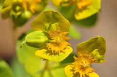 Euphorbia cheiradenia