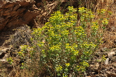 Euphorbia cheiradenia