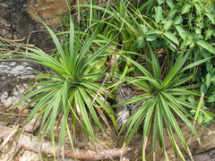 Pandanus odorifer