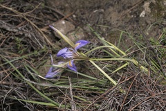 Iris unguicularis