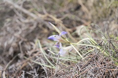 Iris unguicularis