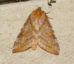 Sthenopis purpurascens