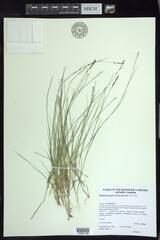 Muhlenbergia richardsonis