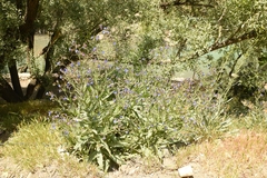 Anchusa