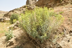 Euphorbia orientalis