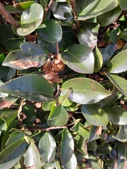 Camellia sasanqua