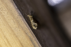 Moerarchis inconcisella