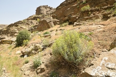 Euphorbia orientalis