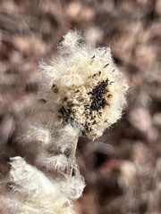 Anemone cylindrica