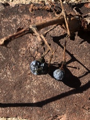 Angiospermae