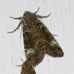Anaplectoides prasina