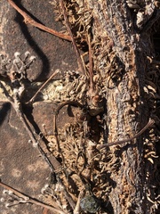 Angiospermae