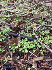 Collomia heterophylla