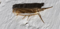 Crambus leachellus
