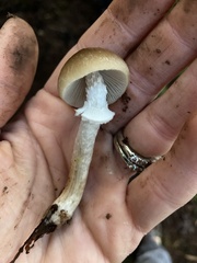 Psathyrella longistriata