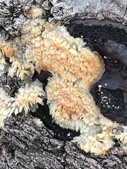 Steccherinum ochraceum