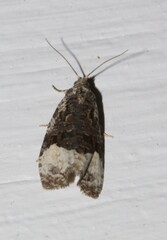 Apotomis funerea