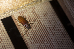 Cerambycoidea