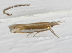 Crambus praefectellus