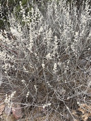 Brickellia laciniata