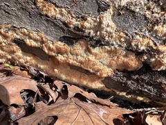 Steccherinum ochraceum