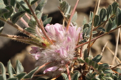 Astragalus