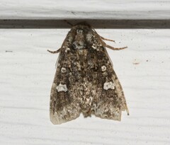 Melanchra adjuncta