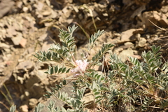 Astragalus