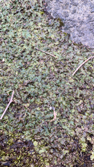 Marchantia polymorpha