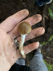 Psathyrella longistriata