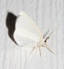 Cabera variolaria