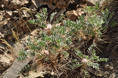 Astragalus