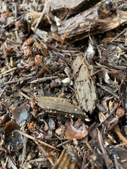 Capitotricha bicolor