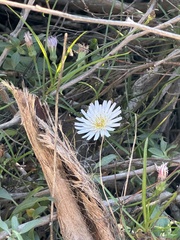 Malacothrix saxatilis