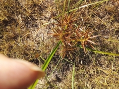 Cyperus intactus