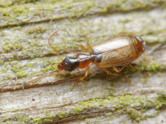 Philorhizus melanocephalus