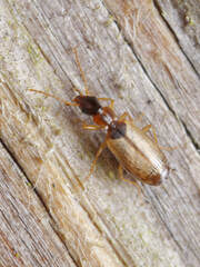 Philorhizus melanocephalus