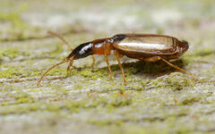 Philorhizus melanocephalus