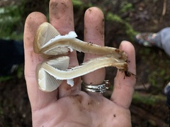 Psathyrella longistriata