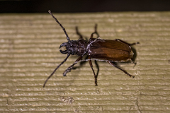 Cerambycoidea
