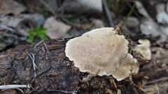 Heterobasidion parviporum