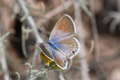 Echinargus isola